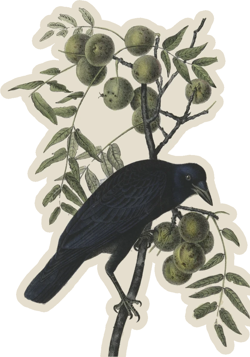 Curated illustration of American Crow