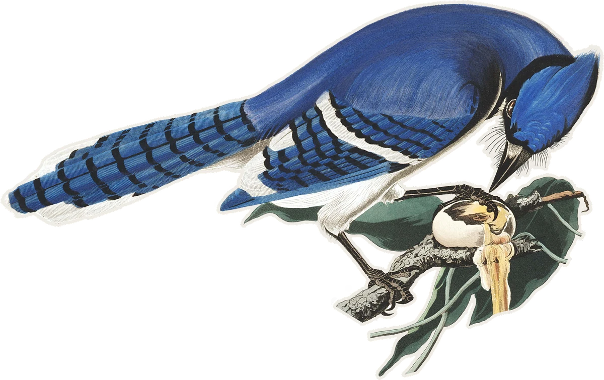 Curated illustration of Blue Jay