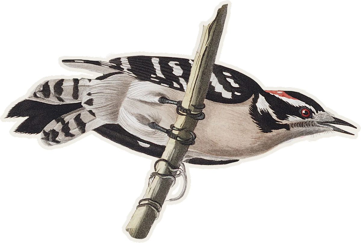 Curated illustration of Downy Woodpecker