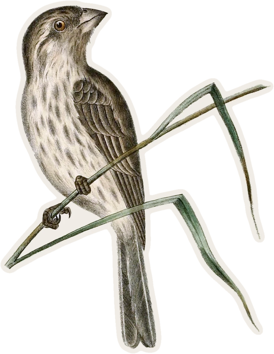 Curated illustration of House Finch