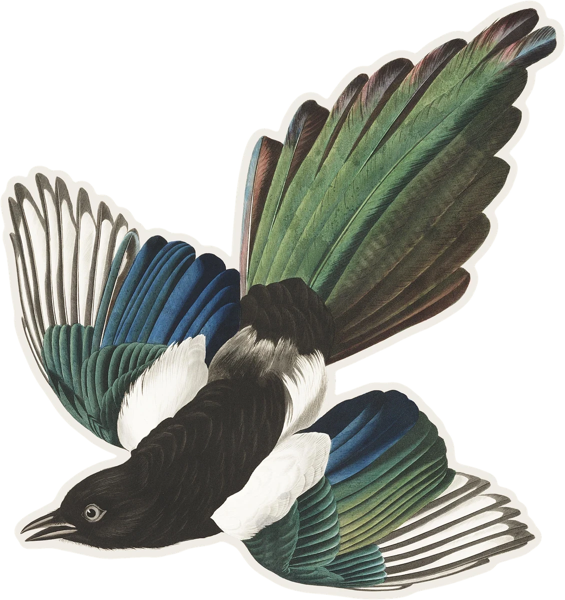 Curated illustration of Black-billed Magpie