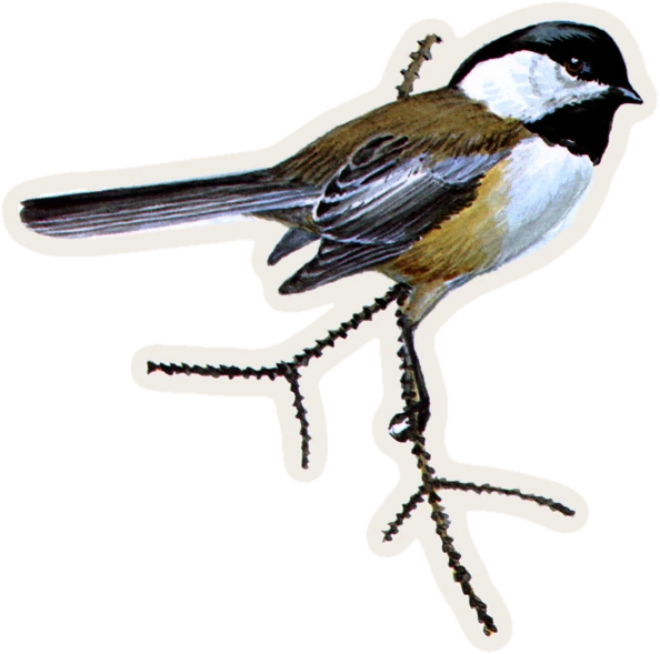 Curated illustration of Black-capped Chickadee