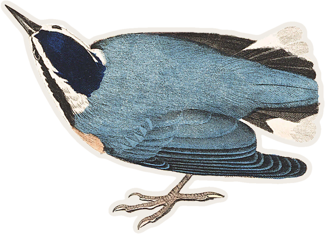 Curated illustration of Red-breasted Nuthatch
