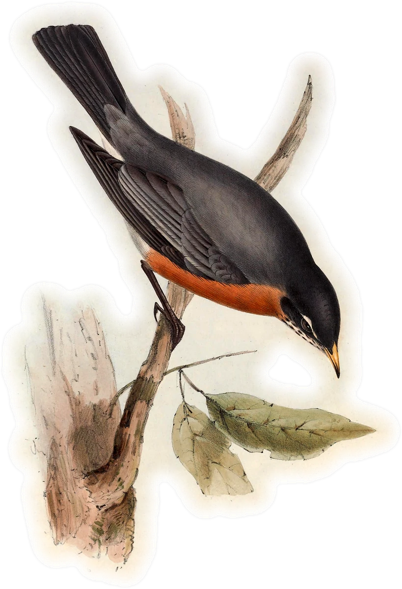 Curated illustration of American Robin